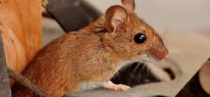 Vermin! MrFix helps you get rid of rodents & insects