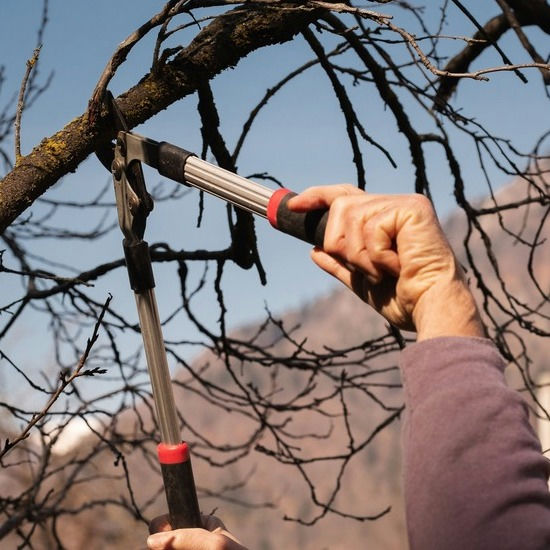 Prune tree