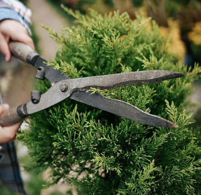 Prune bush 