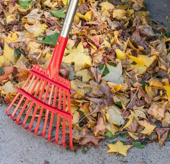 Rake leaves 