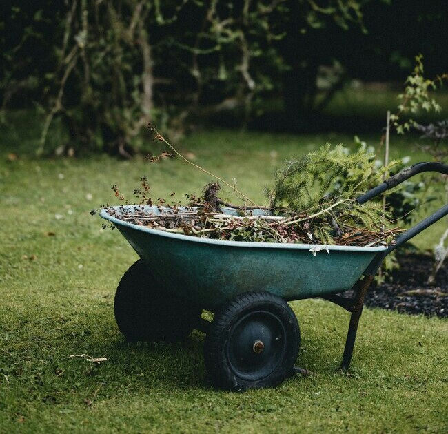 Remove plant 