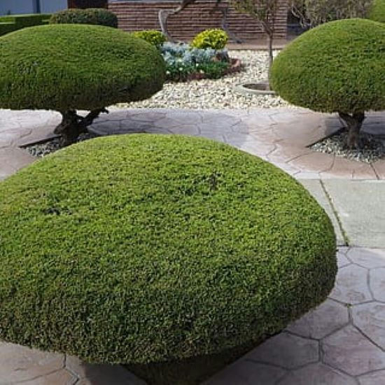 Pruning