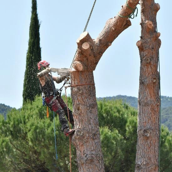 Pruning 