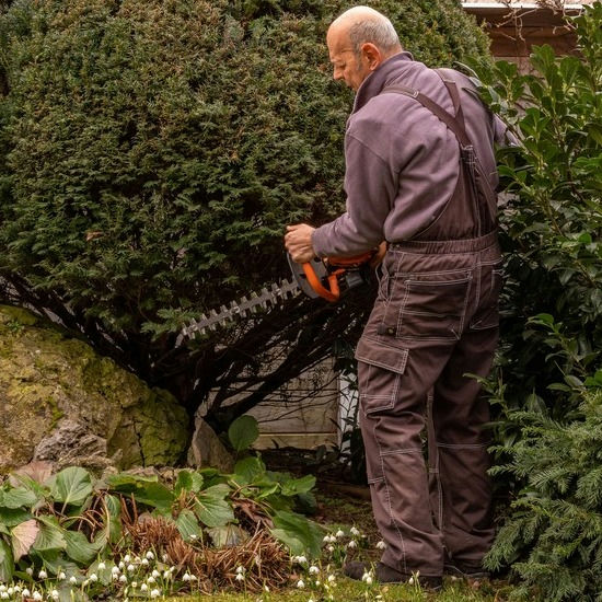 Prune bush