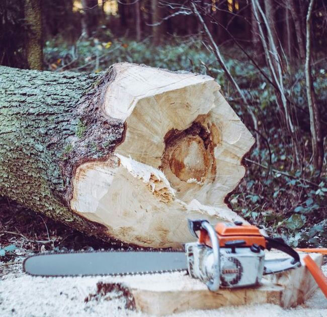 Fell tree 