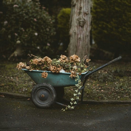 Remove plant
