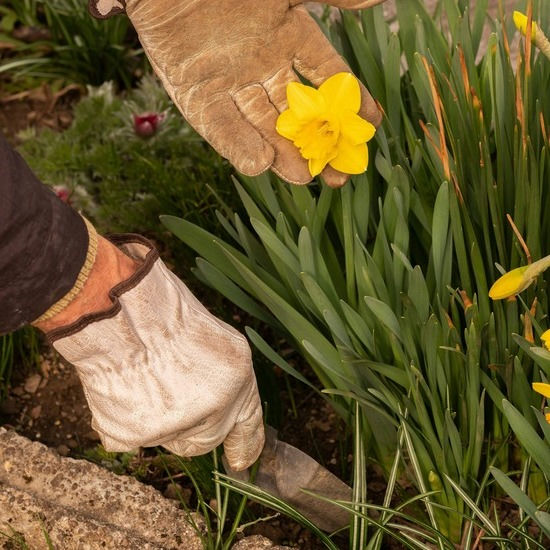 Bloemen planten