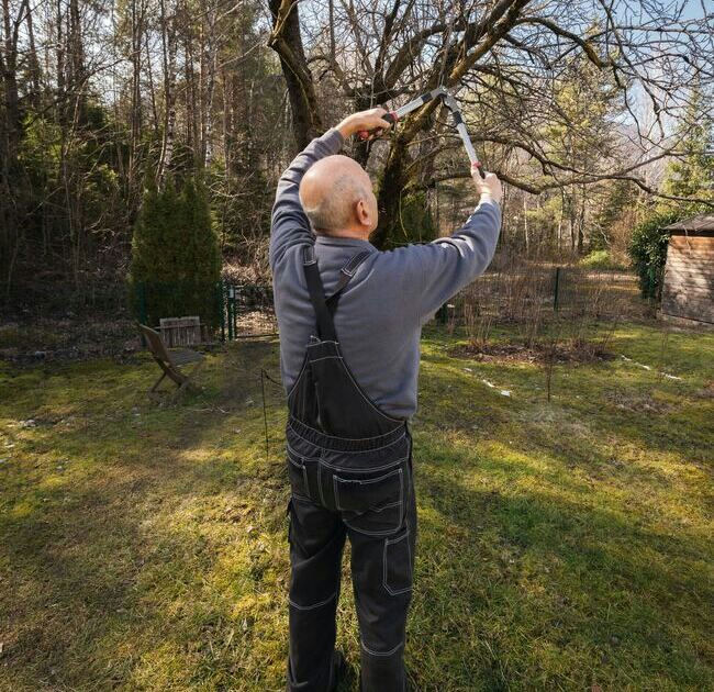 Prune tree 