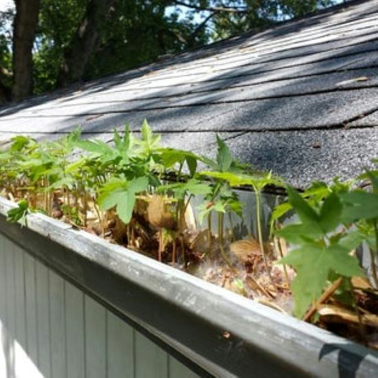 Clean gutter